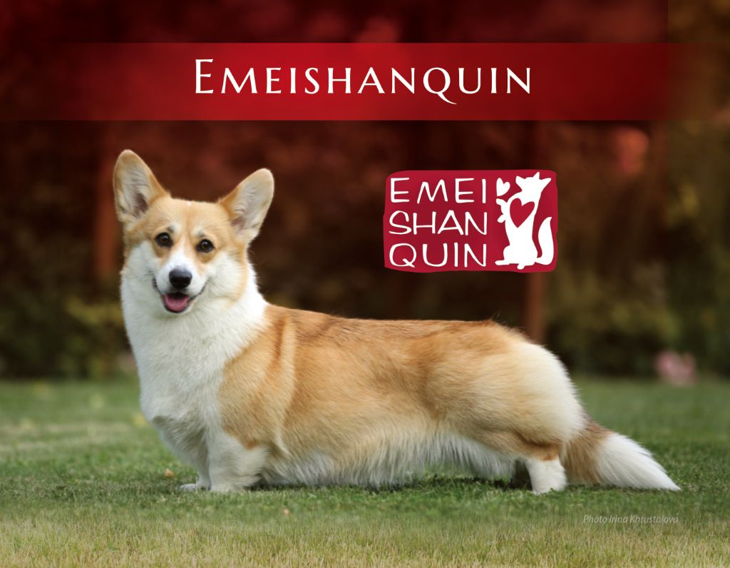 Shamquin Welsh Corgi Pembroke