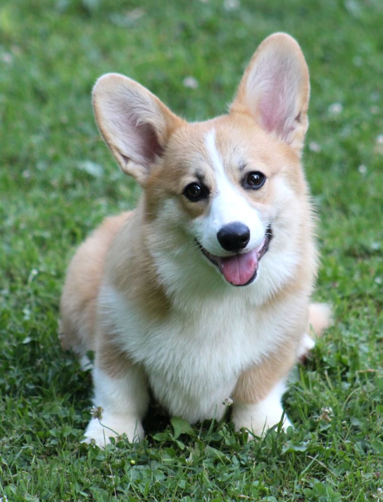 Emeishanquin - Chiots disponibles - Welsh Corgi Pembroke