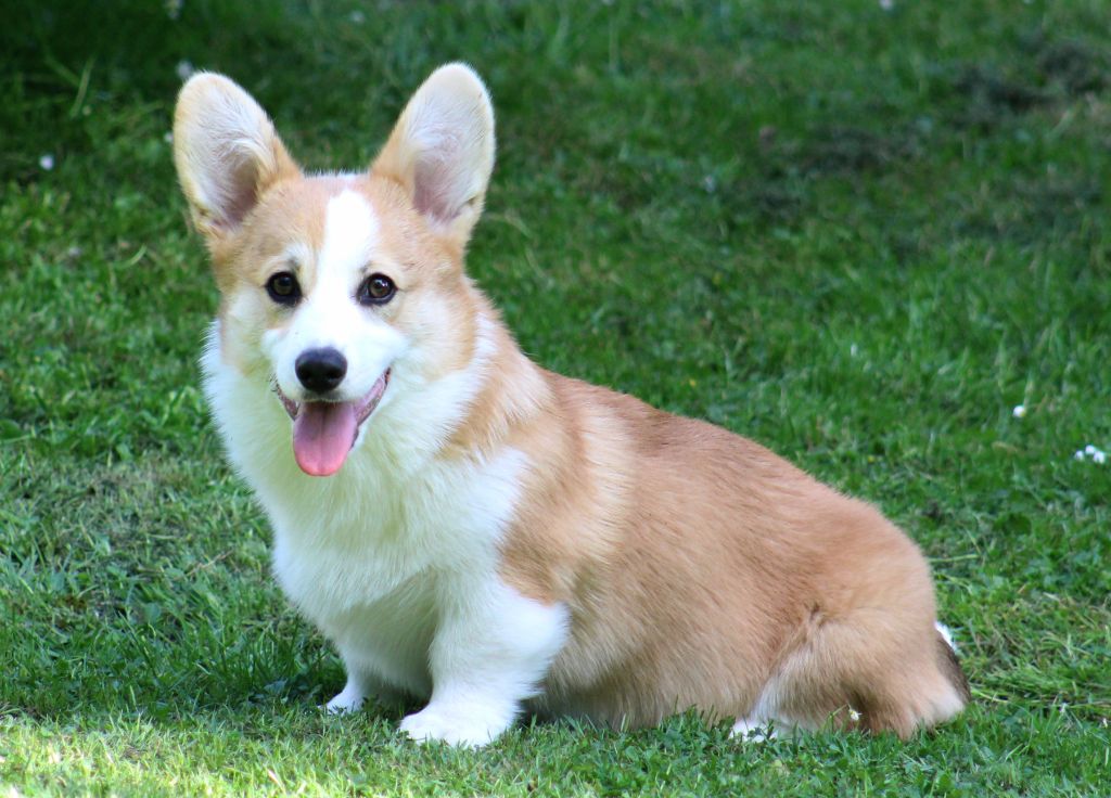 Emeishanquin - Chiots disponibles - Welsh Corgi Pembroke