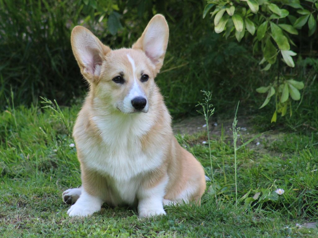 Emeishanquin - Chiots disponibles - Welsh Corgi Pembroke