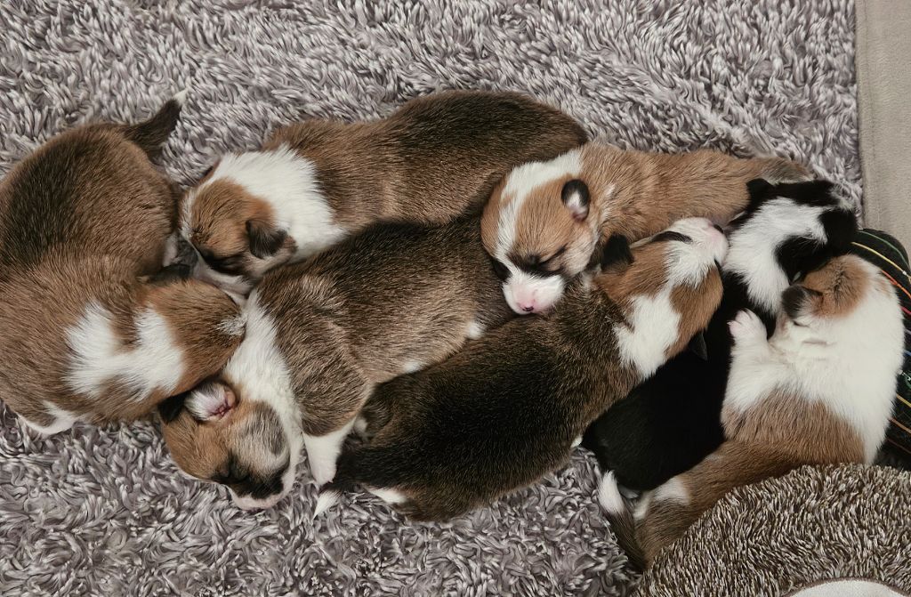 Emeishanquin - Welsh Corgi Pembroke - Portée née le 05/01/2025